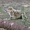 poppi_zoo36