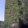 porciano10